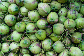Group of green coconuts textured background