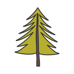 pine tree botanical autumn on white background