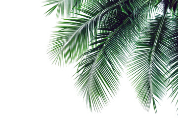 leaf coconut tree isolated on white background,Green leaves pattern