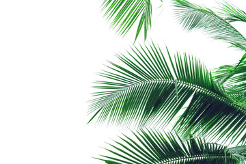 leaf coconut tree isolated on white background,Green leaves pattern
