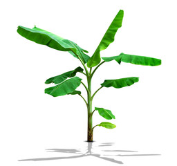 banana tree,green leaves pattern isolated on white background,include clipping path