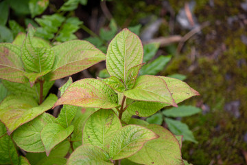 green leaves in the forest