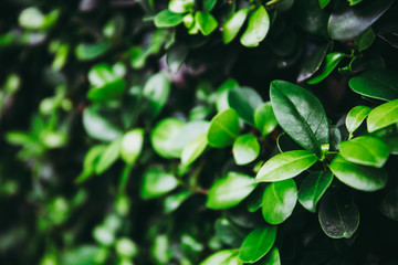 Green leaf bush for background textured usage. dark tone.