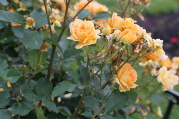 Nature Forest Garden Flowers