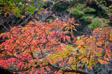 色づく葉