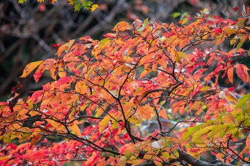 色づく葉