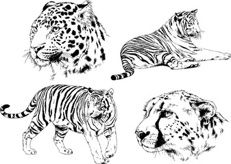 set of vector drawings on the theme of predators tigers are drawn by hand with ink tattoo logos	