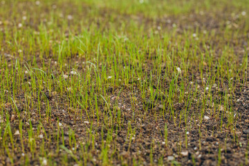 Fresh green spring grass with dew drops closeup with sun on natural defocused light nature bokeh background