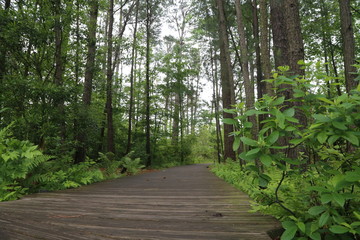 Obraz premium Forest Nature