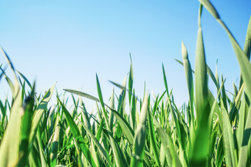 Young Wheat Seedlings Growing in a Field Close up