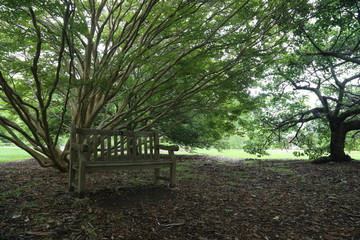 Forest Nature
