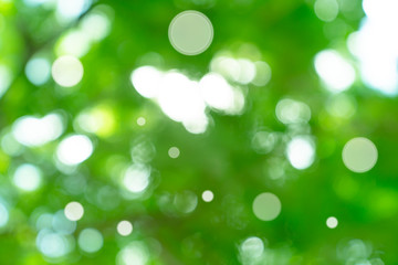 Obraz premium natural green bokeh abstract background,blurred textured