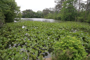 Forest Nature