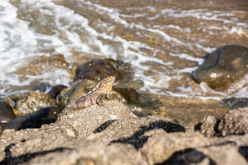 Iguana sitting on the rocks