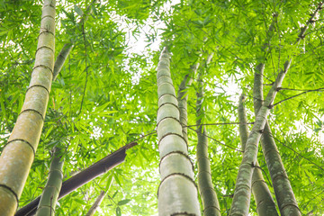 Fototapeta premium Bamboo tree leaf in the real forest. When Looking up.