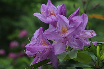 Stock Nature Forest Nature Garden