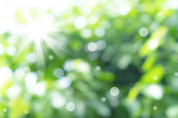 Fototapeta premium natural green bokeh abstract background,blurred textured