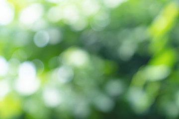 natural green bokeh abstract background,blurred textured