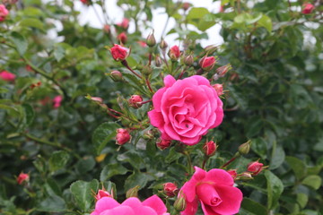roses in garden