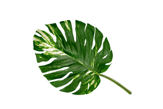 green leaves pattern of Epipremnum aureum foliage isolated on white background,leaf exotic tropical,include clipping path,Devil's ivy, Golden pothos