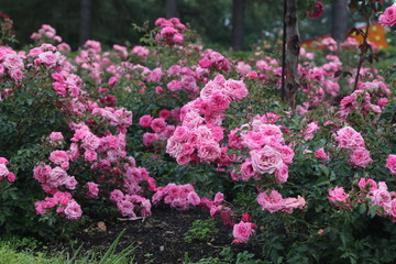 flowers in the garden