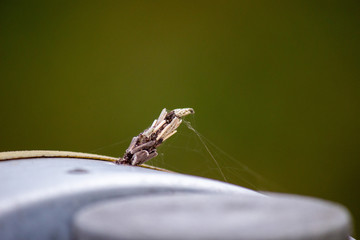 ミノムシ（反射材につくミノムシ）