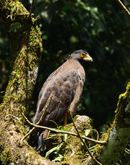 Crested Serpent Eagle