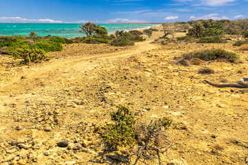 picturesque coast landscape with dry lifeless tree road along coastline, abandoned beach with golden sand and green bushes , sea with azure water and mild surf, blue sky