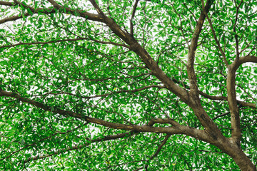 Fototapeta premium Tree branch and green leaf for background.