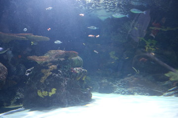 Fototapeta premium Underwater