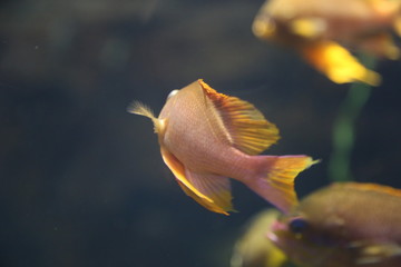 Obraz premium Underwater