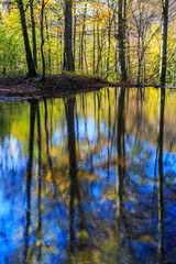 Obraz premium Beautiful stream and autumn colors in the forest, on a sunny day in November