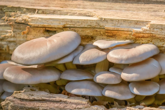 Pleurotus Ostreatus, The Oyster Mushroom