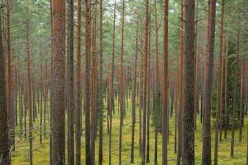 City Cesis, Latvia. Pine forest with trees and green moss. Travel photo 2. november 2019.