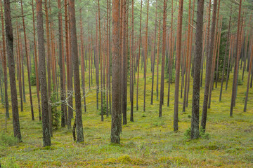 City Cesis, Latvia. Pine forest with trees and green moss. Travel photo 2. november 2019.