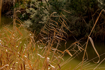 Dried Reeds