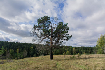 Obraz premium tree in the field