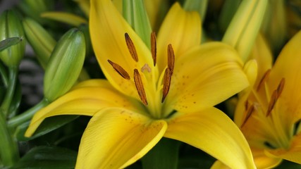 Obraz premium yellow flower and green buds background