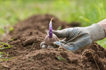a hand lowers a sprouting potato tuber into the plowed soil