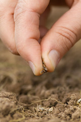 hand sprinkles dill seeds on loose soil