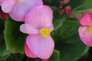 Obraz premium ピンク色のベゴニアの花