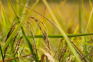 Organic Rice filled and blue sky background in Thailand