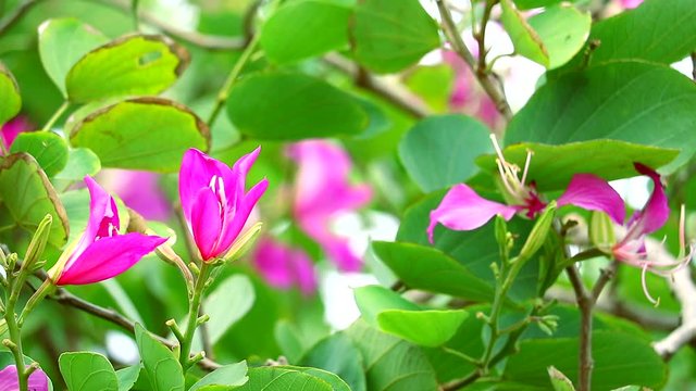 Purple Orchid Tree, Hong Kong Orchid Tree, Purple Bauhinia flowers blomming in the garden