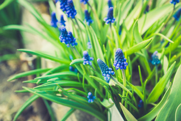 Muscari armeniacum (Blue Grape Hyacinth) blooming in the garden. Selective focus. Shallow depth of field.