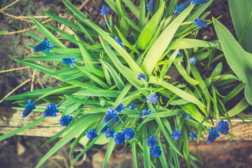 Muscari armeniacum (Blue Grape Hyacinth) blooming in the garden. Selective focus. Shallow depth of field.