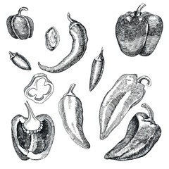Set of different peppers. Pieces of pepper and whole fruit. Graphics. Hand drawn
