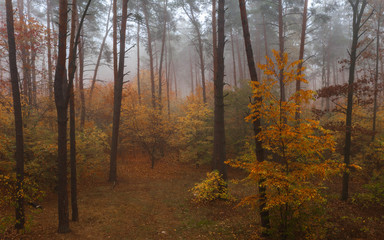 Fototapeta premium Foggy Autumn Deciduous Forest. Beautiful colorful dense forest early in the morning