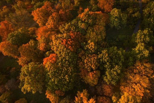 Autumn forest aerial drone view. Colorful Autumn Background