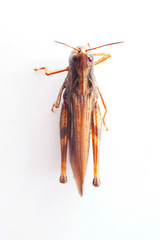 Big grasshopper in front of white background