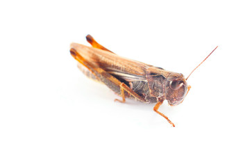 Big grasshopper in front of white background